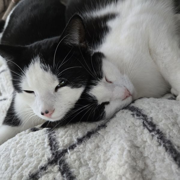 Bollie , Mickey en Jippie