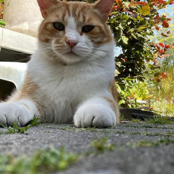 Heinz