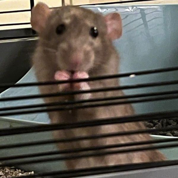 Dinky