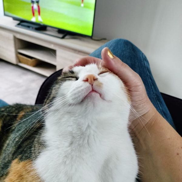 Droppie