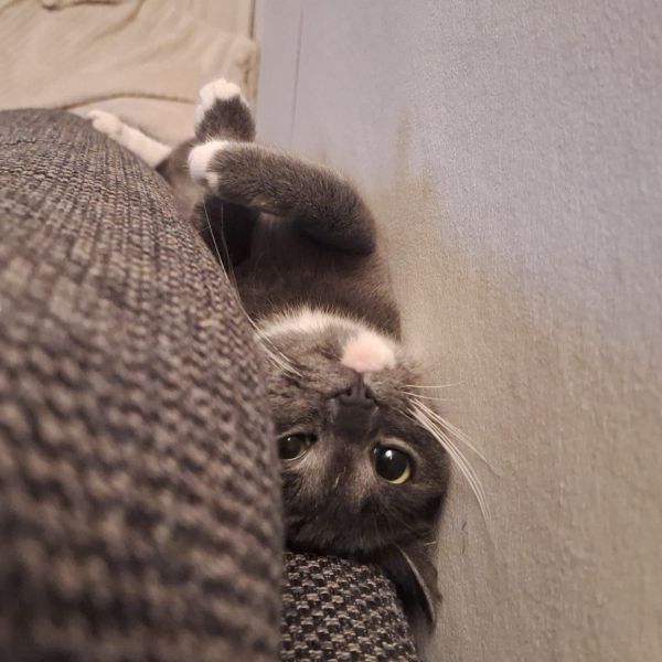 Elphie