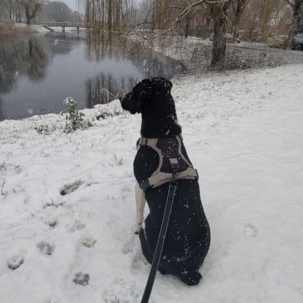 Diva