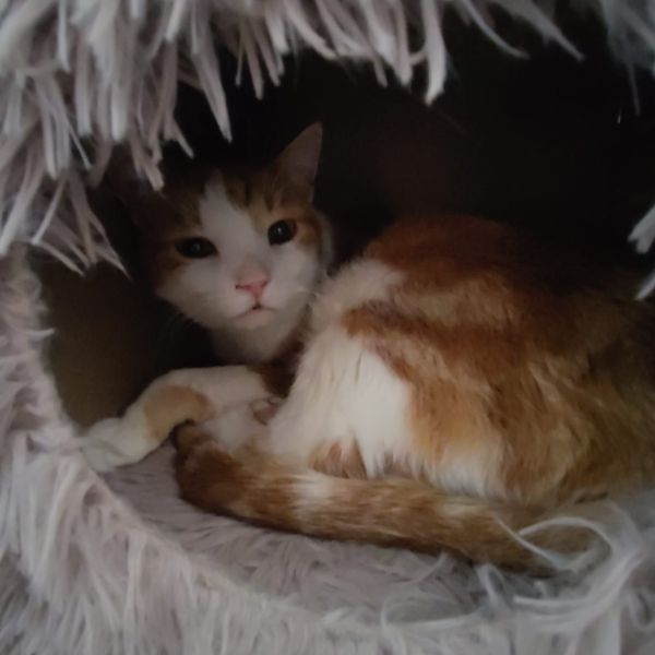 Joep