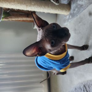 Ali
