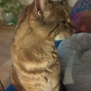 Karianne