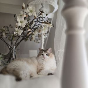 Marian