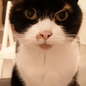 Sylvia