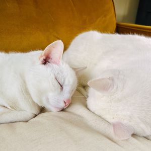 Yvonne en Arnoud