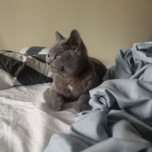 Cato
