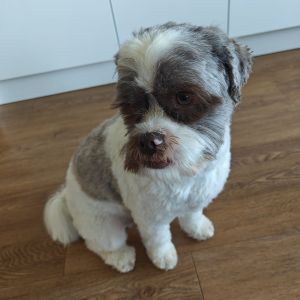 Diederik