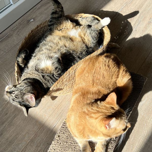 BB MM uit Utrecht zoekt een Kattenoppas