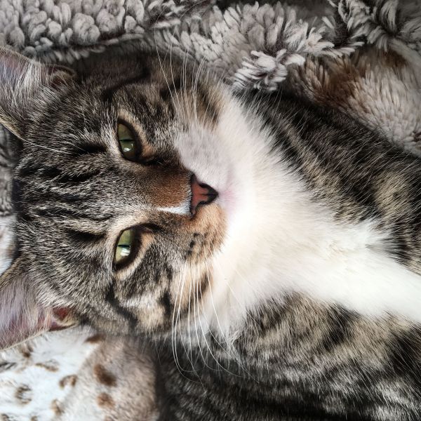 One uit Veenendaal zoekt een Kattenoppas
