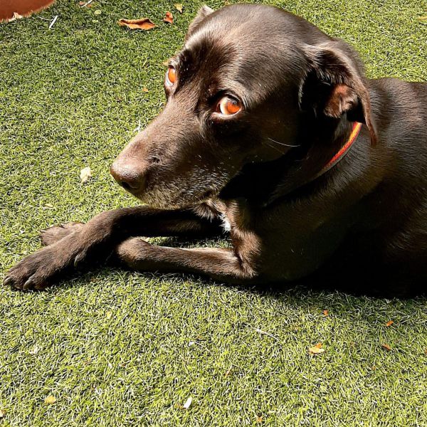 Ozzie, Meg (Megsie) uit Eemnes zoekt een Hondenoppas