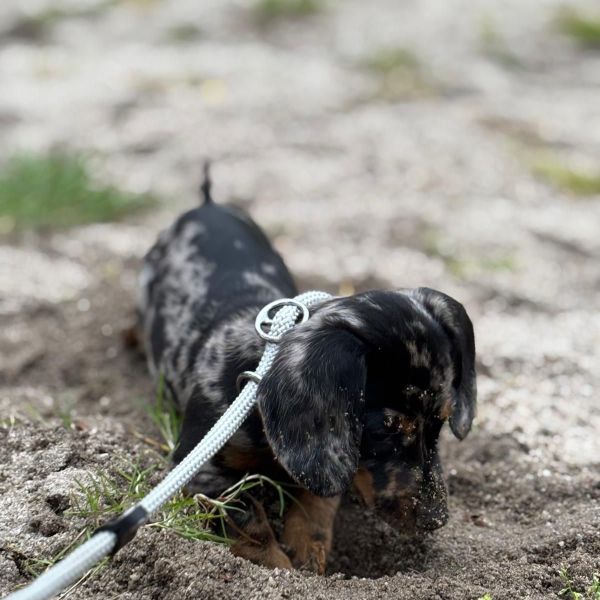 Pukkie uit Someren zoekt een Hondenoppas