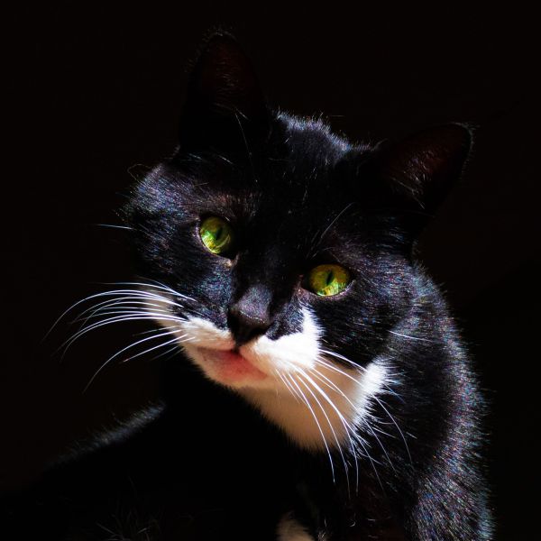 Blue uit Doldersum zoekt een Kattenoppas