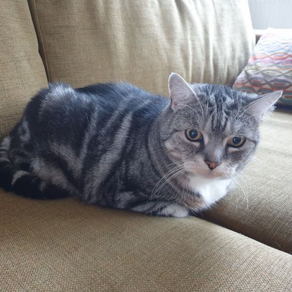 Cooper uit Spijkenisse zoekt een Kattenoppas