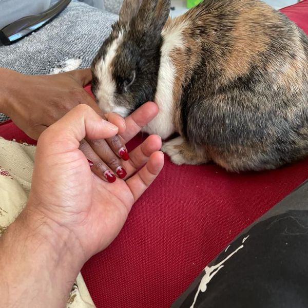 Huisdierenoppas Asha uit Hengelo, Overijssel