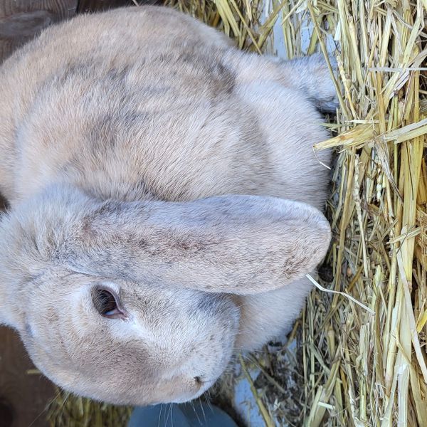 Evy, Pikachu, Bumper uit Sint Annaparochie zoekt een huisdierenoppas
