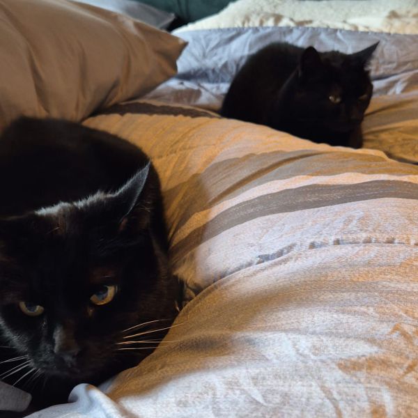 Bumba, Balou uit Nieuwveen zoekt een Kattenoppas