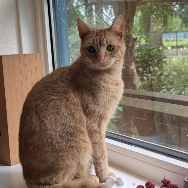 Dobby uit Drachten zoekt een Kattenoppas