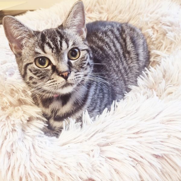 Nala, Zazoe uit Oudega Gem Smallingerlnd zoekt een Kattenoppas