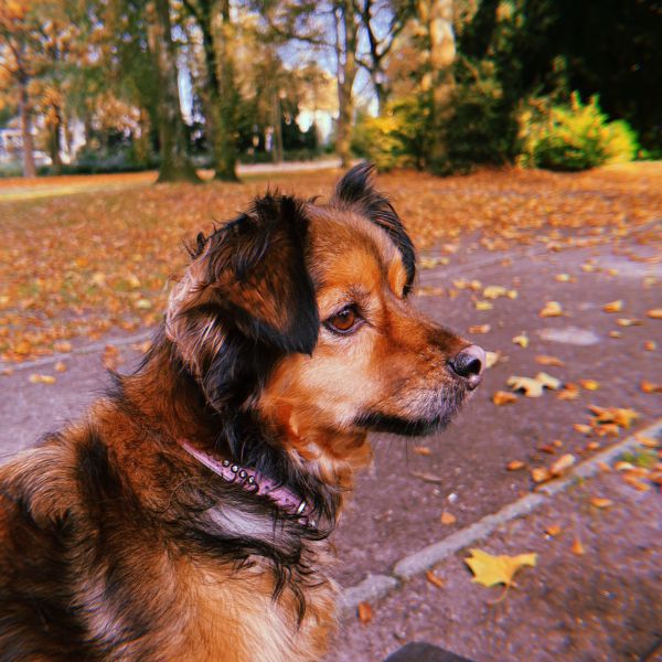 Astrid Persons, Astrid Persons uit Breda zoekt een Hondenoppas