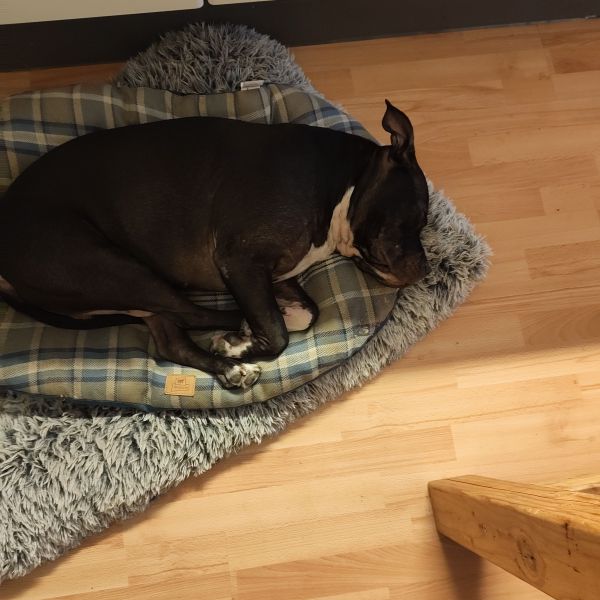 Kaido uit Eindhoven zoekt een Hondenoppas