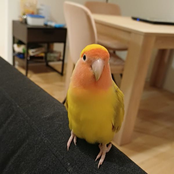 Mieke, Suske uit Delft zoekt een Vogeloppas