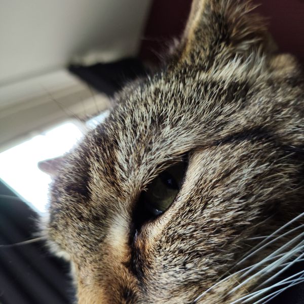 Kattenoppas Michel uit Alkmaar