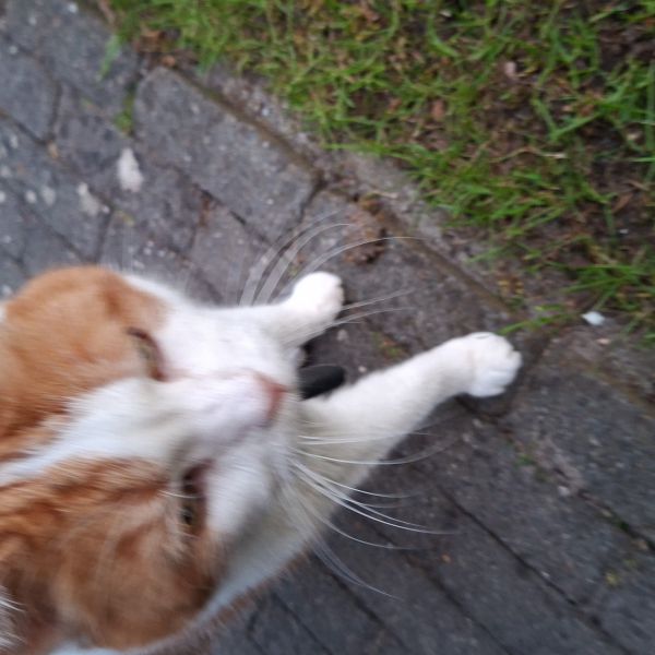Sam uit Nieuwleusen zoekt een Kattenoppas