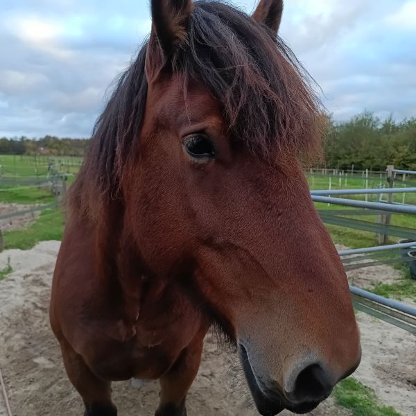 Dora, Chaos uit Maarsbergen zoekt een Paardenverzorger