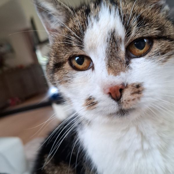 Kitty, Kitty uit Ursem zoekt een Kattenoppas