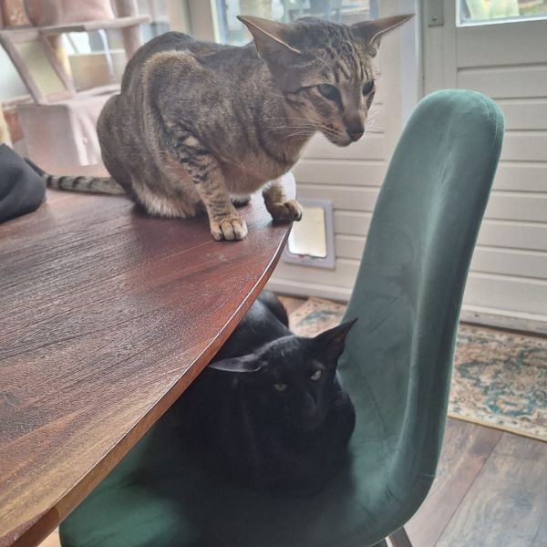 marja hellemons, Vladdie uit Nieuw Balinge zoekt een Kattenoppas