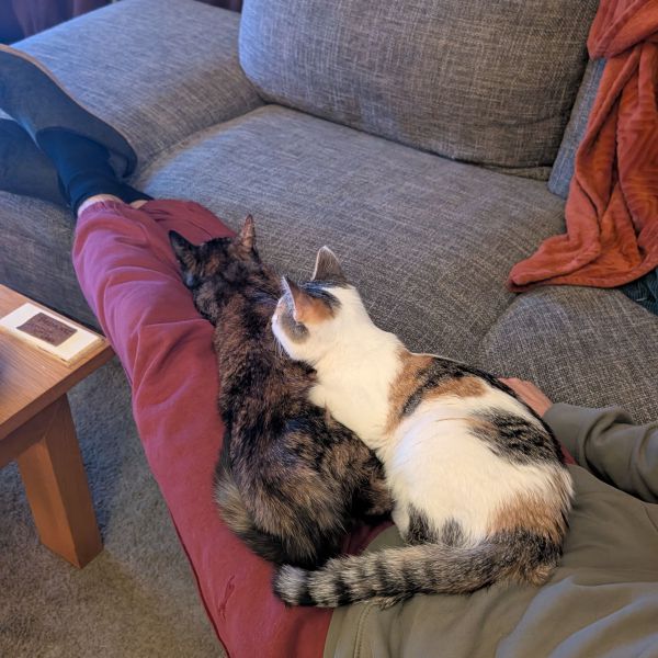 Keetje, Suzie uit Schaijk zoekt een Kattenoppas