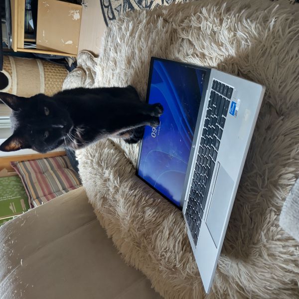 Nina uit Nijmegen zoekt een Hondenoppas