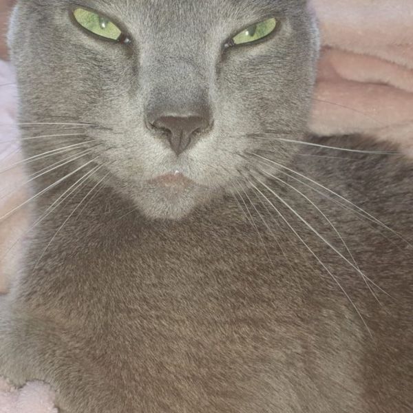 Silver uit Den Haag zoekt een Kattenoppas