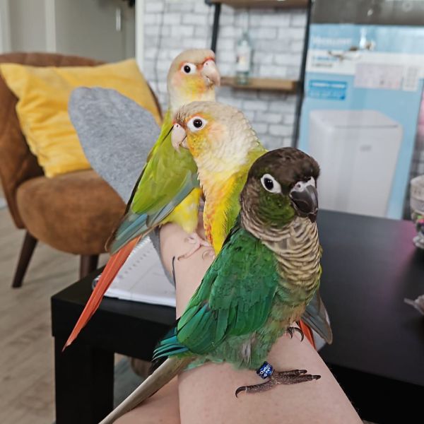 Bud, Bowie en Bob uit Ijmuiden zoekt een Vogeloppas