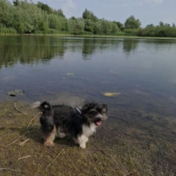 Loetje, Olaf uit Zaltbommel zoekt een Hondenoppas