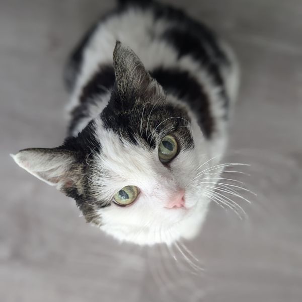 Floortje uit Woerden zoekt een Kattenoppas