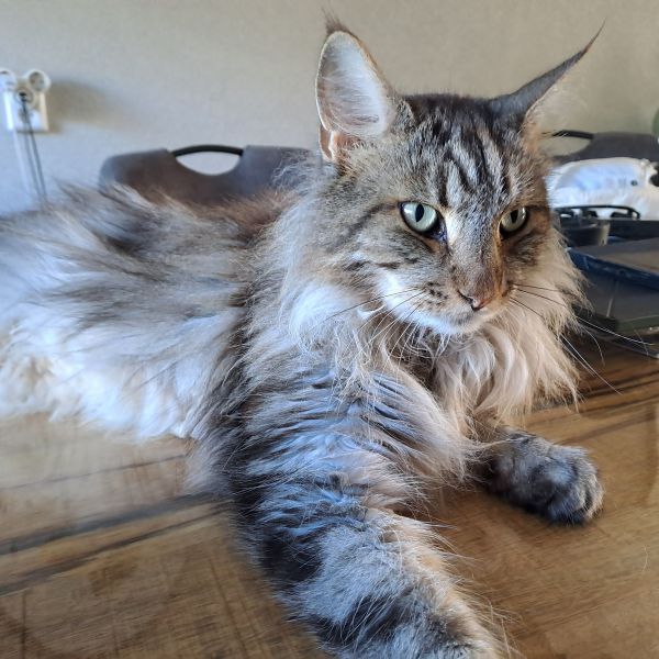 Simba, Nala uit Moordrecht zoekt een Kattenoppas