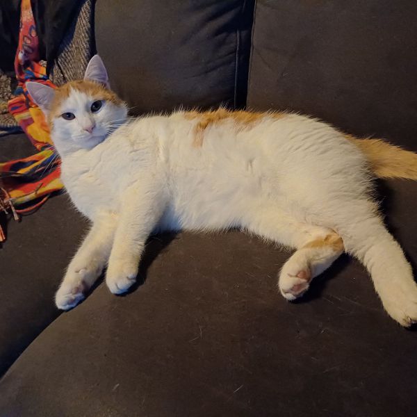 Kwiebus uit Gendringen zoekt een Kattenoppas