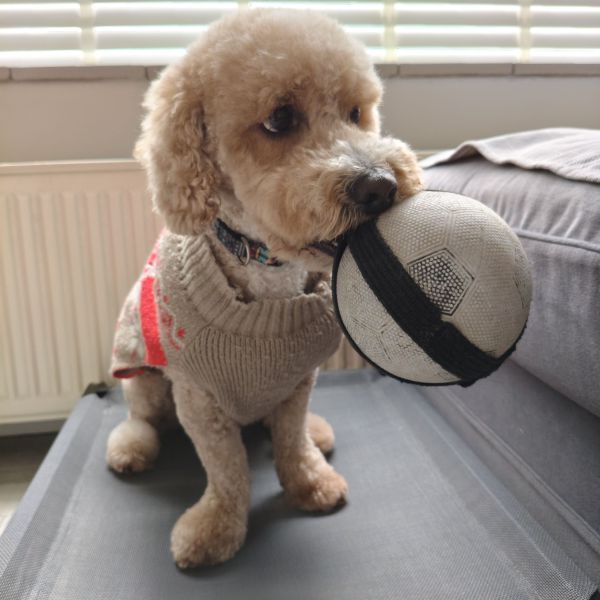 Bobbie uit Doetinchem zoekt een Hondenoppas