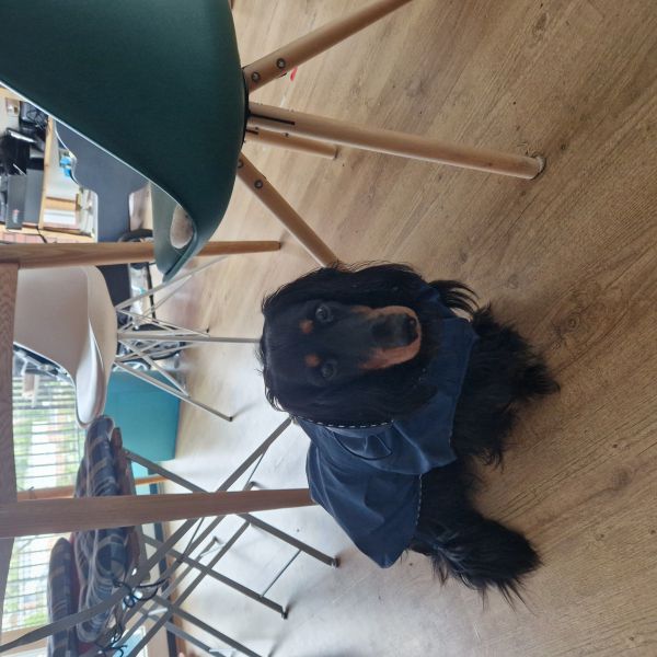 Puppy uit Waddinxveen zoekt een Hondenoppas