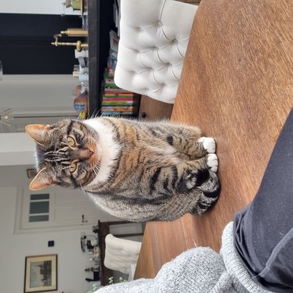 Bennie uit Kampen zoekt een Kattenoppas