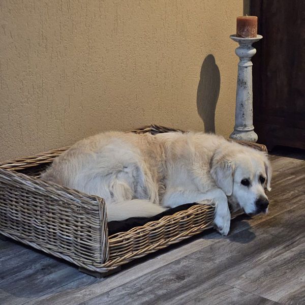 Max uit Veendam zoekt een Hondenoppas