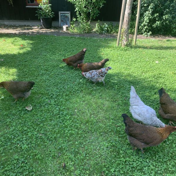 Huisdierenoppas Maël Murielle uit Santpoort-Zuid