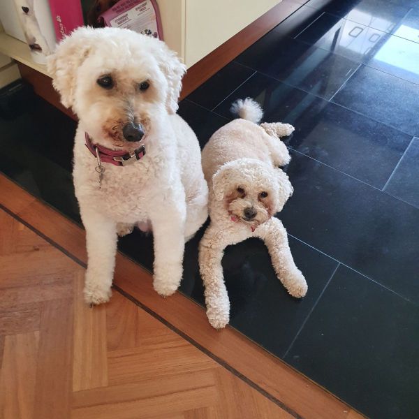 Sheba, Candy uit Nieuw- Loosdrecht zoekt een Hondenoppas
