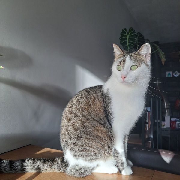 Willem, Willem (Wummie) uit Ossendrecht zoekt een Kattenoppas