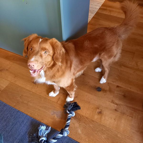 Koos, Ray uit Beers zoekt een huisdierenoppas