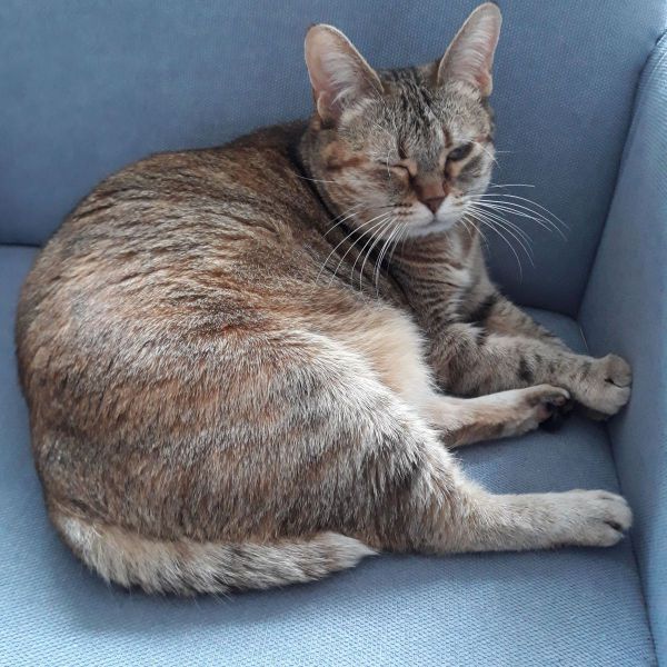 Minoes uit Leiderdorp zoekt een Kattenoppas